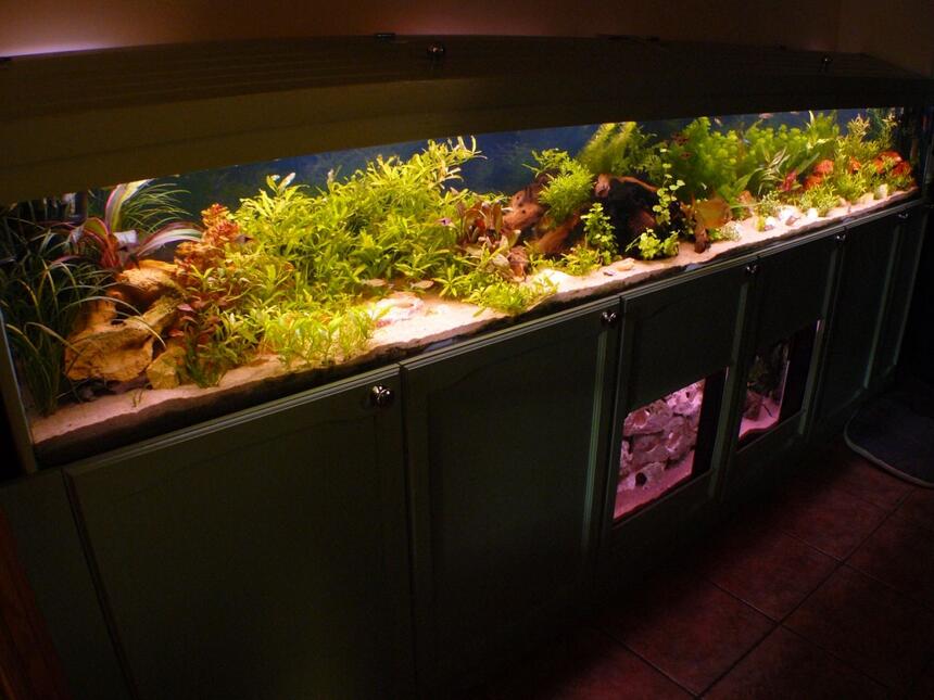 Rated #64: 90 Gallons Freshwater Fish Tank - A different angle shot of the main tank. Rated #64: 90 Gallons Freshwater Fish Tank - A different angle shot of the main tank.