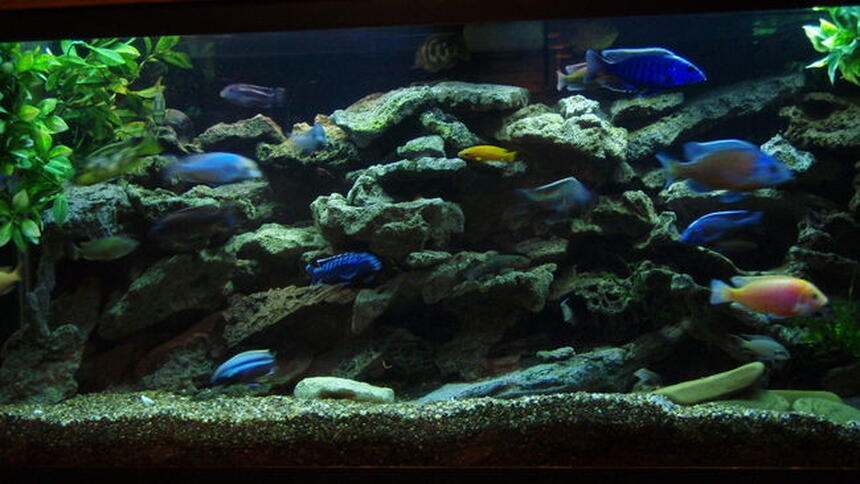 Rated #61: 75 Gallons Freshwater Fish Tank - 75 GAL. BUILT INTO WALL WITH ACCESS IN WALK IN CLOSET AREA. TWO OVER HEAD CAN LIGHTS FOR MAINTENANCE, OVER TOP STRIP LIGHT- MOONLIGHT, 55 GAL SUMP FILTER W. UV STERILIZER AND HEATER BELOW 75 GAL. UTAH LACE ROCK ON SMALL CRUSHED GRAVEL, FEW PEICES OF CRUSHED CORAL, MY LOCAL TAP IS HARD AND GOOD CICHLID PH. THE ENTIRE SETUP WAS CUSTOM BUILT AND INSTALLED BY MYSELF AND HOBBYIST FRIEND/PROFESSIONAL.
ALSO HAVE OLD MAGNUM 350 CANISTER FILTER THAT I USE THE MICRON INSERT AND RUN EVERY SO OFTEN, 20% WATER CHANGE EVERY WEEK.
SWITCHED TO 50/50 REEF SUN BULBS AND WISH I DID LONG AGO. AWESOME COLOR DETAIL.
added a 5.5 gallon refugium/plant tank to the 55 gal sump Rated #61: 75 Gallons Freshwater Fish Tank - 75 GAL. BUILT INTO WALL WITH ACCESS IN WALK IN CLOSET AREA. TWO OVER HEAD CAN LIGHTS FOR MAINTENANCE, OVER TOP STRIP LIGHT- MOONLIGHT, 55 GAL SUMP FILTER W. UV STERILIZER AND HEATER BELOW 75 GAL. UTAH LACE ROCK ON SMALL CRUSHED GRAVEL, FEW PEICES OF CRUSHED CORAL, MY LOCAL TAP IS HARD AND GOOD CICHLID PH. THE ENTIRE SETUP WAS CUSTOM BUILT AND INSTALLED BY MYSELF AND HOBBYIST FRIEND/PROFESSIONAL.
ALSO HAVE OLD MAGNUM 350 CANISTER FILTER THAT I USE THE MICRON INSERT AND RUN EVERY SO OFTEN, 20% WATER CHANGE EVERY WEEK.
SWITCHED TO 50/50 REEF SUN BULBS AND WISH I DID LONG AGO. AWESOME COLOR DETAIL.
added a 5.5 gallon refugium/plant tank to the 55 gal sump