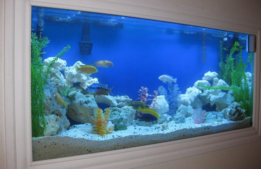 Rated #38: 55 Gallons Freshwater Fish Tank - Side Angle For New Setup 3.09.10 Rated #38: 55 Gallons Freshwater Fish Tank - Side Angle For New Setup 3.09.10