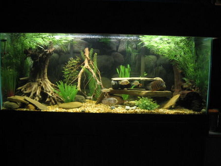 Rated #31: 75 Gallons Freshwater Fish Tank - 75 Gallon American Cichlid Tank
2 Blue Acara
1 Green Sev
9 Firemouth Meekis (growing out)
8 Tiger Barbs
2 BN plecos
3 julli (trilineatus) cories Rated #31: 75 Gallons Freshwater Fish Tank - 75 Gallon American Cichlid Tank
2 Blue Acara
1 Green Sev
9 Firemouth Meekis (growing out)
8 Tiger Barbs
2 BN plecos
3 julli (trilineatus) cories