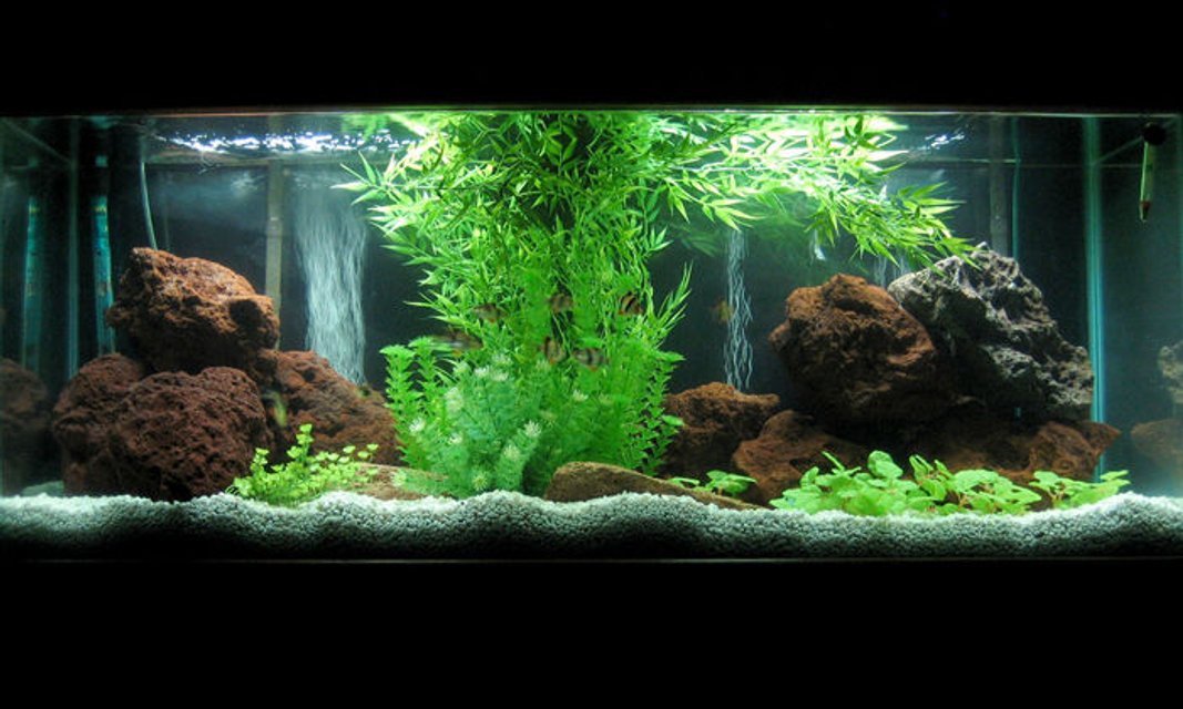 Rated #20: 55 Gallons Freshwater Fish Tank - New 55gal. setup. My daughter and I designed this — we call it the Rated #20: 55 Gallons Freshwater Fish Tank - New 55gal. setup. My daughter and I designed this — we call it the "Hometree"