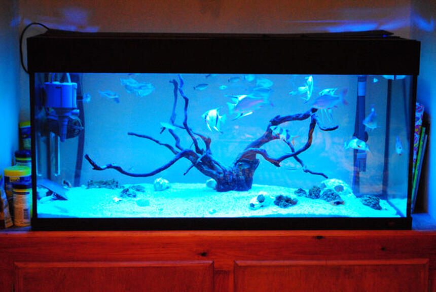 Rated #18: 44 Gallons Freshwater Fish Tank - MY TANK, BEEN RUNNINF FOR OVER 12 MONTHS NOW. Rated #18: 44 Gallons Freshwater Fish Tank - MY TANK, BEEN RUNNINF FOR OVER 12 MONTHS NOW.