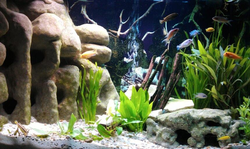 Rated #5: 58 Gallons Freshwater Fish Tank - My new Malawi Cichlid Tank with a large corner 3D DIY Cave, Crushed coral base, Lime stone rocks, Drift wood and various plants. Rated #5: 58 Gallons Freshwater Fish Tank - My new Malawi Cichlid Tank with a large corner 3D DIY Cave, Crushed coral base, Lime stone rocks, Drift wood and various plants.
