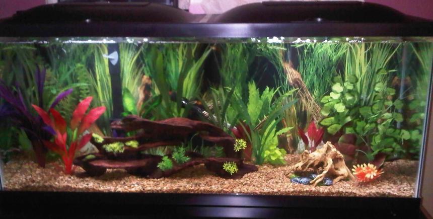 Rated #37: 55 Gallons Freshwater Fish Tank - 55gal Starter Tank Rated #37: 55 Gallons Freshwater Fish Tank - 55gal Starter Tank