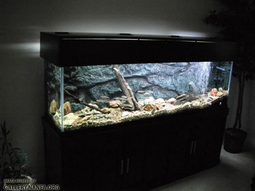 Rated #9: 125 Gallons Freshwater Fish Tank - Full Aquarium Setup Rated #9: 125 Gallons Freshwater Fish Tank - Full Aquarium Setup