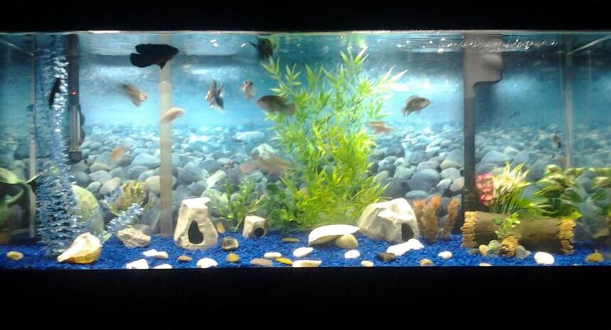 Rated #85: 55 Gallons Freshwater Fish Tank - This is my first tank. its a 55G fresh water tank. Rated #85: 55 Gallons Freshwater Fish Tank - This is my first tank. its a 55G fresh water tank.