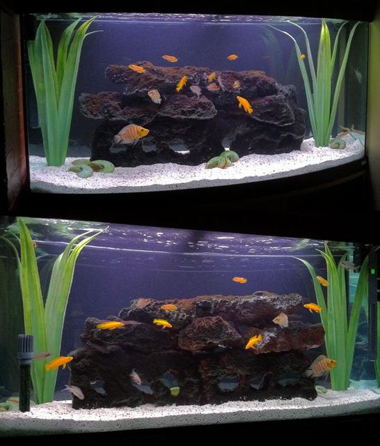 Rated #19: 70 Gallons Freshwater Fish Tank - Double-sided 70G Tanganyika Show Tank with bow-front. Rated #19: 70 Gallons Freshwater Fish Tank - Double-sided 70G Tanganyika Show Tank with bow-front.