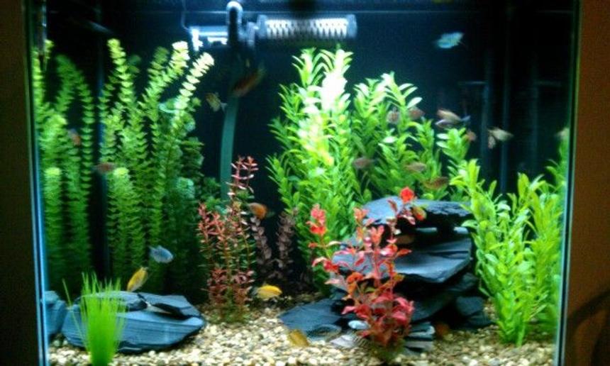 Rated #90: 56 Gallons Freshwater Fish Tank - 56 gallon, coarse gravel, assorted artifical plants, 40lbs of black slate, 1 month fully stocked... Rated #90: 56 Gallons Freshwater Fish Tank - 56 gallon, coarse gravel, assorted artifical plants, 40lbs of black slate, 1 month fully stocked...