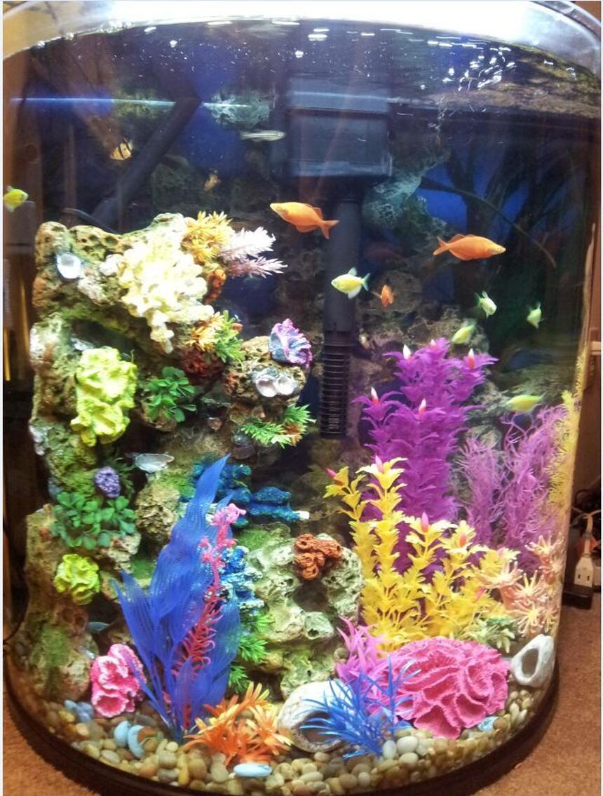 Rated #59: 30 Gallons Freshwater Fish Tank - 30 gallon half moon Rated #59: 30 Gallons Freshwater Fish Tank - 30 gallon half moon