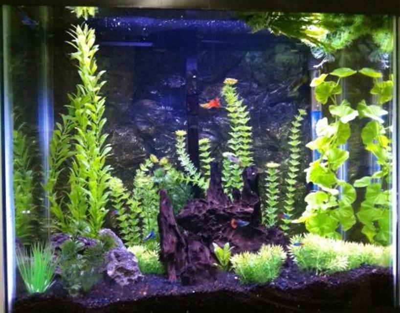 Rated #87: 30 Gallons Freshwater Fish Tank - Freshwater tank with artificial plants, guppies, neon tetras Rated #87: 30 Gallons Freshwater Fish Tank - Freshwater tank with artificial plants, guppies, neon tetras