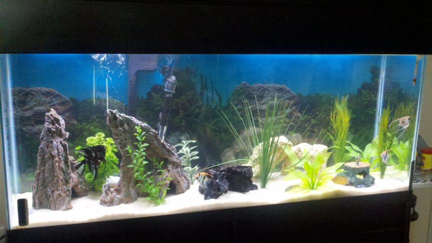 Rated #89: 55 Gallons Freshwater Fish Tank - 55 gallon with angel fish Rated #89: 55 Gallons Freshwater Fish Tank - 55 gallon with angel fish