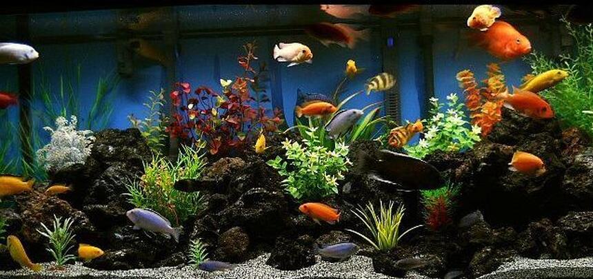 Rated #3: 75 Gallons Freshwater Fish Tank - 75 Gallon Cichlid Tank Rated #3: 75 Gallons Freshwater Fish Tank - 75 Gallon Cichlid Tank