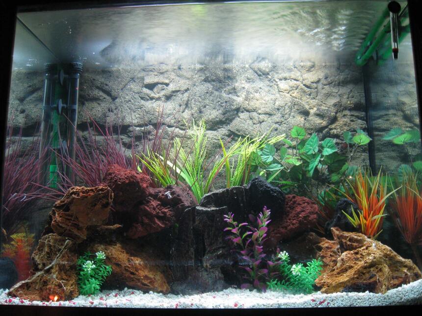 Rated #25: 56 Gallons Freshwater Fish Tank - my first tank, 56 gallon, cichilds to come Rated #25: 56 Gallons Freshwater Fish Tank - my first tank, 56 gallon, cichilds to come