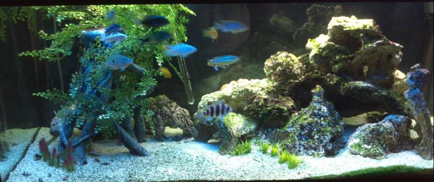 Rated #26: 75 Gallons Freshwater Fish Tank - Mixed Rated #26: 75 Gallons Freshwater Fish Tank - Mixed