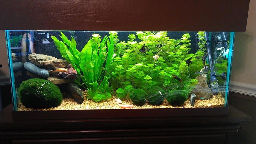 Rated #95: 40 Gallons Freshwater Fish Tank - Freshwater Planted Rated #95: 40 Gallons Freshwater Fish Tank - Freshwater Planted