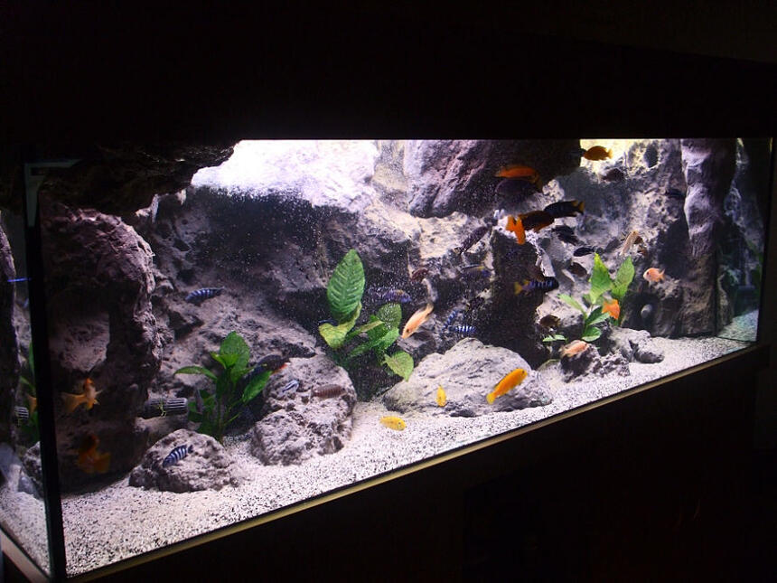 Rated #6: 170 Gallons Freshwater Fish Tank - Malawi setup Rated #6: 170 Gallons Freshwater Fish Tank - Malawi setup
