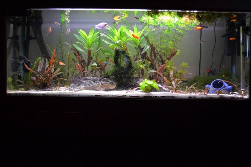 Rated #98: 120 Gallons Freshwater Fish Tank - see profile for specs.
thank the old owners for the scratches caused by those stupid under gravel cleaners. Rated #98: 120 Gallons Freshwater Fish Tank - see profile for specs.
thank the old owners for the scratches caused by those stupid under gravel cleaners.