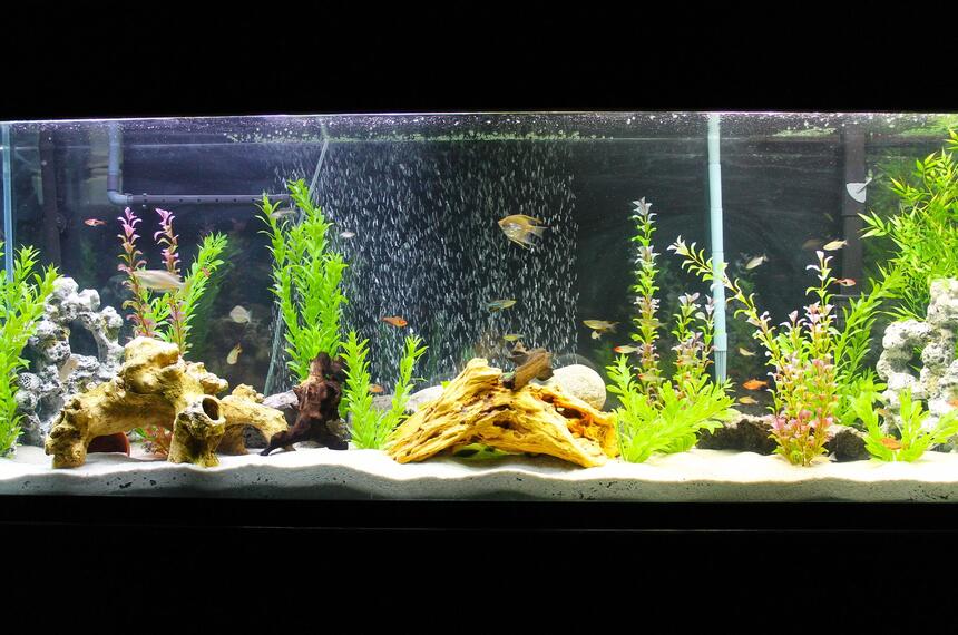 Rated #60: 135 Gallons Freshwater Fish Tank - My 135 gallon freshwater setup Rated #60: 135 Gallons Freshwater Fish Tank - My 135 gallon freshwater setup