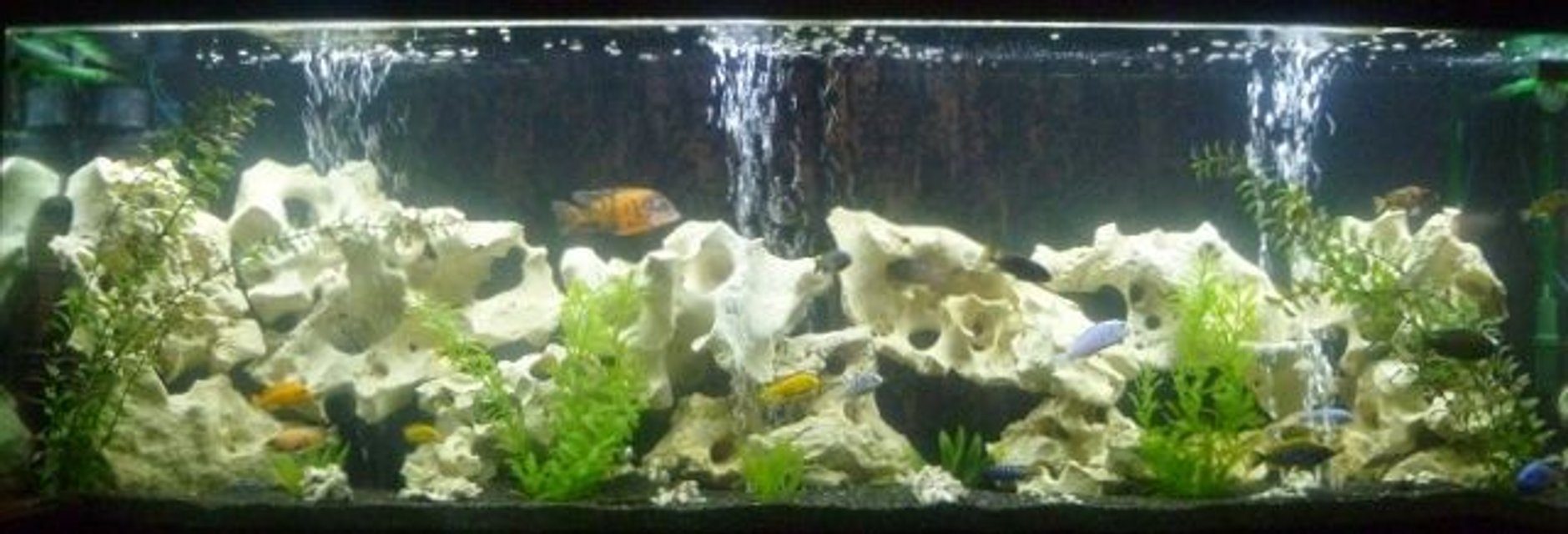 Rated #42: 135 Gallons Freshwater Fish Tank - 135 gallon African Cichlid Tank