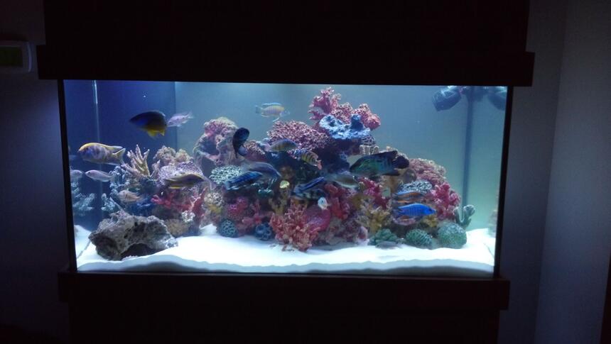 Rated #32: 120 Gallons Freshwater Fish Tank - African Cichlid Rated #32: 120 Gallons Freshwater Fish Tank - African Cichlid