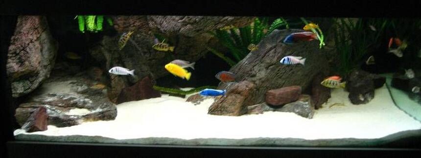Rated #23: 280 Gallons Freshwater Fish Tank Rated #23: 280 Gallons Freshwater Fish Tank