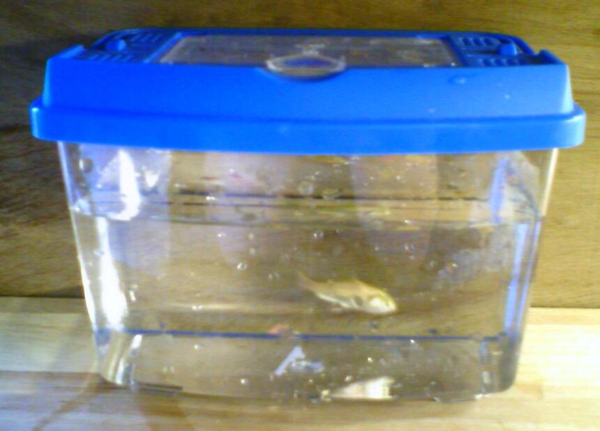 Rated #4246: 1 Gallon Freshwater Fish Tank - 1 Goldfish Rated #4246: 1 Gallon Freshwater Fish Tank - 1 Goldfish