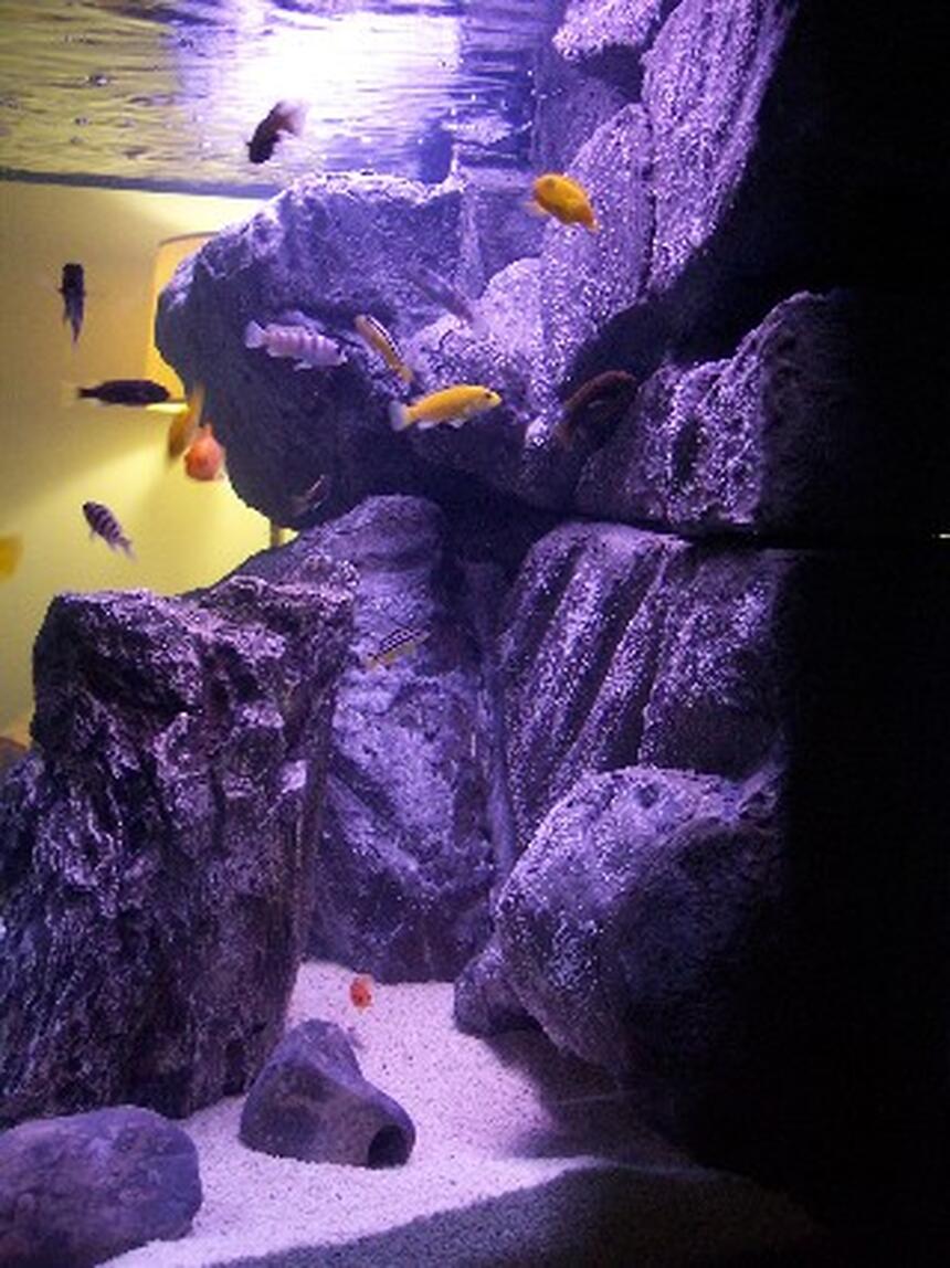Rated #5: 65 Gallons Freshwater Fish Tank - Side view of Matt & Joanna Rated #5: 65 Gallons Freshwater Fish Tank - Side view of Matt & Joanna's 65 gallon Malawi Mbuna aquarium.