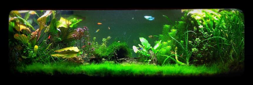 Rated #4: 125 Gallons Freshwater Fish Tank - 125 gallon tank Rated #4: 125 Gallons Freshwater Fish Tank - 125 gallon tank