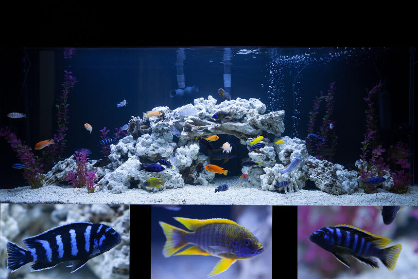 Rated #3: 162 Gallons Freshwater Fish Tank - Custom 162 Gallon tank with Starphire glass. African Cichlids. Rated #3: 162 Gallons Freshwater Fish Tank - Custom 162 Gallon tank with Starphire glass. African Cichlids.