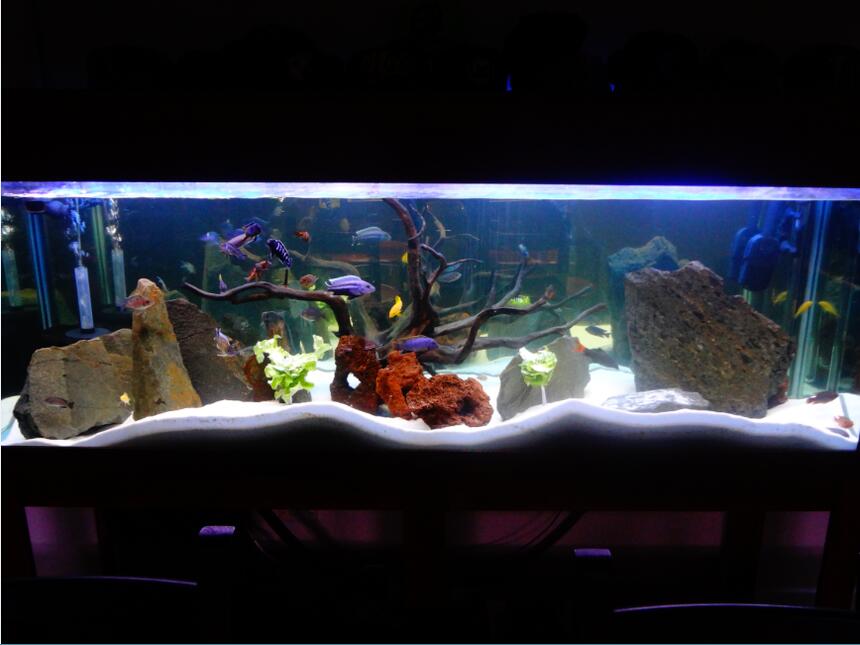 Rated #9: 130 Gallons Freshwater Fish Tank - My Tank Rated #9: 130 Gallons Freshwater Fish Tank - My Tank