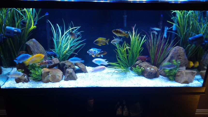 Rated #10: 120 Gallons Freshwater Fish Tank - 120 gallon mbuna-peacock tank with 9 more peacocks on the way. Rated #10: 120 Gallons Freshwater Fish Tank - 120 gallon mbuna-peacock tank with 9 more peacocks on the way.