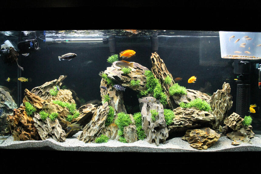 Rated #9: 60 Gallons Freshwater Fish Tank - 60g Marineland Heartland Setup
2 x Fluval 306 Canister Filters
1 Aquaclear 70 Powerhead + Quick Filter attachment
1 500gph Fan
200 Watt Heater
Flourescent Lighting + Custom LED Strip Lighting with Remote
105lbs Dragon Stone
60g Marineland Heartland Setup
2 x Fluval 306 Canister Filters
1 Aquaclear 70 Powerhead + Quick Filter attachment
1 900gph Fan
1 500gph Fan
200 Watt Heater
Flourescent Lighting + Custom LED Strip Lighting with Remote =)
Stock (Mixed)
2 Red Zebra (Mama & Papa)
2 Kenyi (Kenny & Wesley Stripes)
1 Aratus (Dexter)
1 OB Peacock (OBI WON)
1 Sunshine Peacock (Dora the Explora)
1 Assorted/Hybrid Peacock (Rick James)
1 Venustus (GI Jane)
1 Ice Blue Zebra (Stanley)
1 Electric Yellow Lab (Pepe)
2 Bumble Bee (Tweedle Dee & Tweedle Dumb)
1 Jewel (Lone Ranger)
1 Plecco (Plectomus Prime)
& 11 Red Zebra Fry Rated #9: 60 Gallons Freshwater Fish Tank - 60g Marineland Heartland Setup
2 x Fluval 306 Canister Filters
1 Aquaclear 70 Powerhead + Quick Filter attachment
1 500gph Fan
200 Watt Heater
Flourescent Lighting + Custom LED Strip Lighting with Remote
105lbs Dragon Stone
60g Marineland Heartland Setup
2 x Fluval 306 Canister Filters
1 Aquaclear 70 Powerhead + Quick Filter attachment
1 900gph Fan
1 500gph Fan
200 Watt Heater
Flourescent Lighting + Custom LED Strip Lighting with Remote =)
Stock (Mixed)
2 Red Zebra (Mama & Papa)
2 Kenyi (Kenny & Wesley Stripes)
1 Aratus (Dexter)
1 OB Peacock (OBI WON)
1 Sunshine Peacock (Dora the Explora)
1 Assorted/Hybrid Peacock (Rick James)
1 Venustus (GI Jane)
1 Ice Blue Zebra (Stanley)
1 Electric Yellow Lab (Pepe)
2 Bumble Bee (Tweedle Dee & Tweedle Dumb)
1 Jewel (Lone Ranger)
1 Plecco (Plectomus Prime)
& 11 Red Zebra Fry