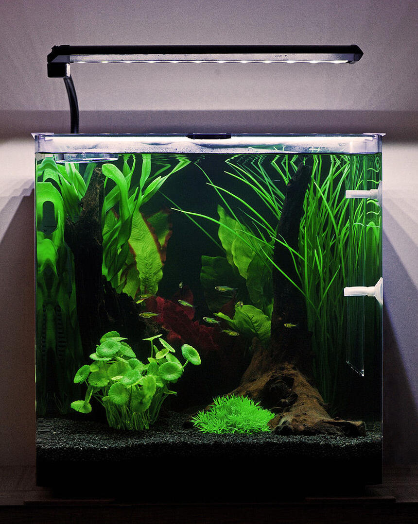 Rated #65: 10 Gallons Freshwater Fish Tank - My Aqua One Aspire55 with Green Neon Rasbora. Rated #65: 10 Gallons Freshwater Fish Tank - My Aqua One Aspire55 with Green Neon Rasbora.