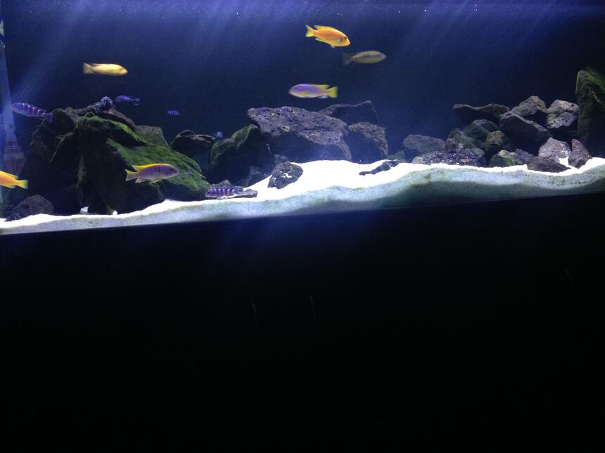 Rated #10: 80 Gallons Freshwater Fish Tank - African mbuna cichlid tank Rated #10: 80 Gallons Freshwater Fish Tank - African mbuna cichlid tank
