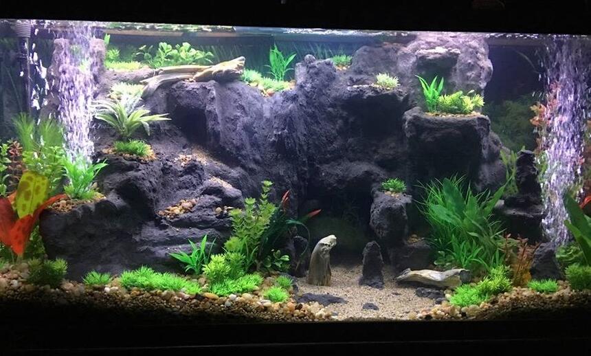 Rated #6: 75 Gallons Freshwater Fish Tank - West Africian Biotope(ish) I\ Rated #6: 75 Gallons Freshwater Fish Tank - West Africian Biotope(ish) I'm not super strict.