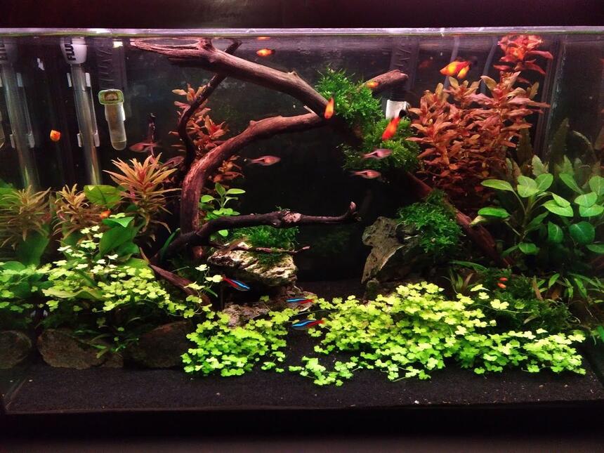 Rated #28: 20 Gallons Freshwater Fish Tank - 6 weeks into new built Rated #28: 20 Gallons Freshwater Fish Tank - 6 weeks into new built