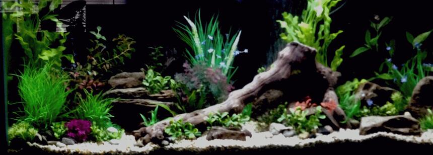 Rated #5: 36 Gallons Freshwater Fish Tank - 55 gallon freshwater tank two weeks in haven\ Rated #5: 36 Gallons Freshwater Fish Tank - 55 gallon freshwater tank two weeks in haven't decided on fish yet any suggestions