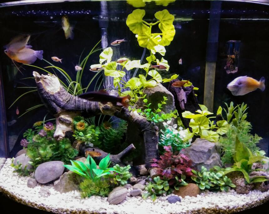 Rated #1: 36 Gallons Freshwater Fish Tank - 36 gallon freshwater aquarium with rock driftwood and artificial plants Rated #1: 36 Gallons Freshwater Fish Tank - 36 gallon freshwater aquarium with rock driftwood and artificial plants