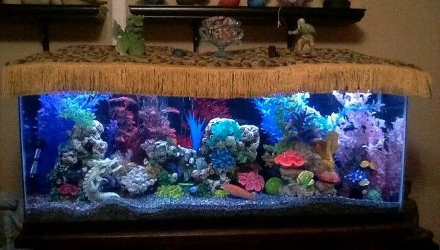 Rated #5: 55 Gallons Freshwater Fish Tank - My colorful tank. Rated #5: 55 Gallons Freshwater Fish Tank - My colorful tank.