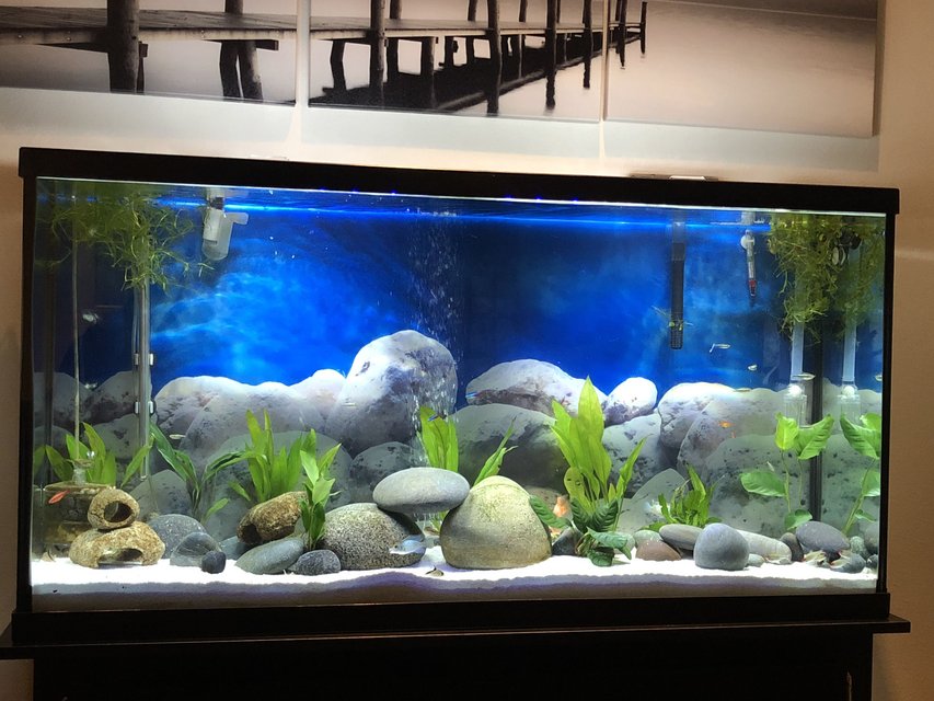 Rated #10: 60 Gallons Freshwater Fish Tank - Low tech, minimalistic Rated #10: 60 Gallons Freshwater Fish Tank - Low tech, minimalistic