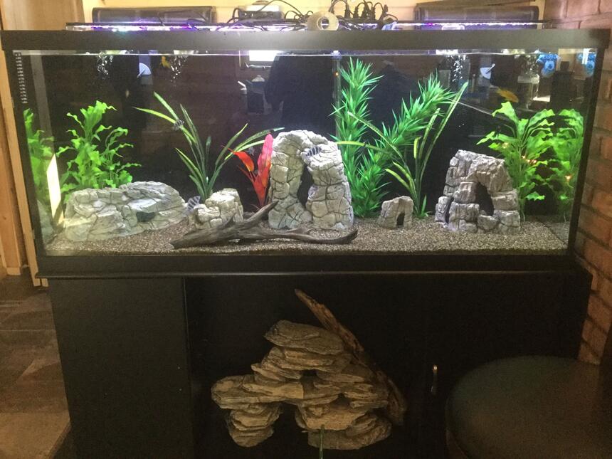Rated #78: 125 Gallons Freshwater Fish Tank - Frontosa, mix of cichlids, royal pleco, non living plants. decor rocks, and drift wood, brown gravel, Marine filters Rated #78: 125 Gallons Freshwater Fish Tank - Frontosa, mix of cichlids, royal pleco, non living plants. decor rocks, and drift wood, brown gravel, Marine filters