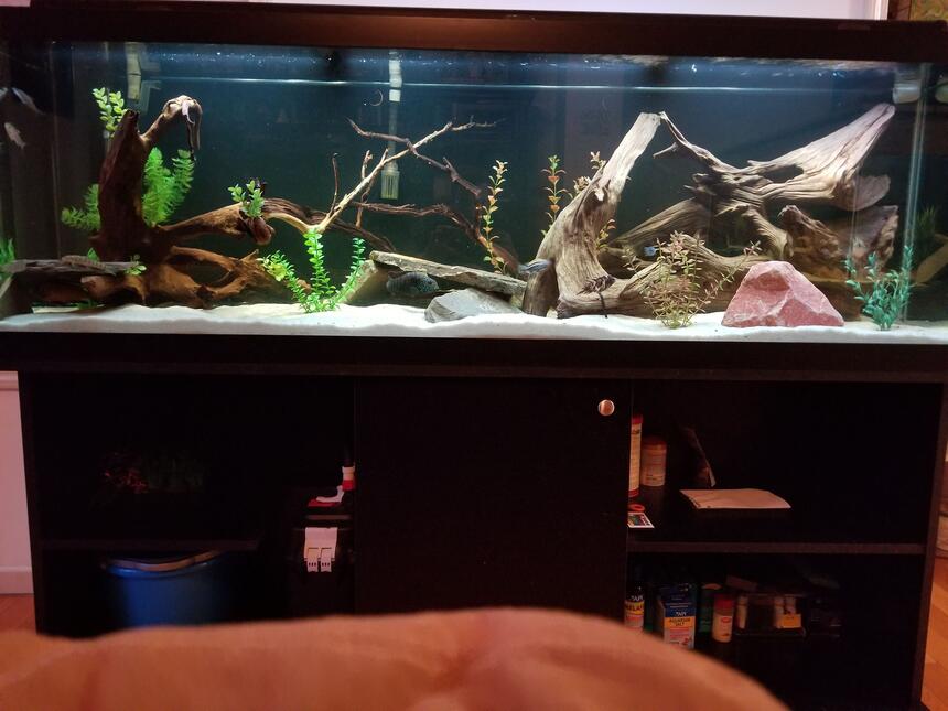 Rated #10: 125 Gallons Freshwater Fish Tank - It\ Rated #10: 125 Gallons Freshwater Fish Tank - It's a Cichlid world