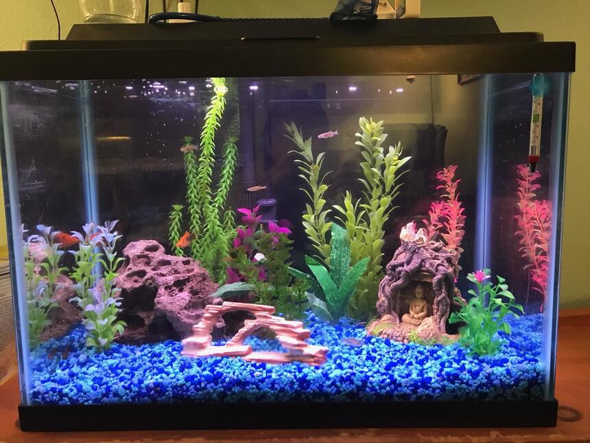 Rated #7: 20 Gallons Freshwater Fish Tank - Front view Rated #7: 20 Gallons Freshwater Fish Tank - Front view