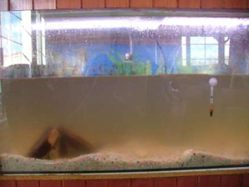Rated #4249: 1 Gallon Freshwater Fish Tank - What not to do. Rated #4249: 1 Gallon Freshwater Fish Tank - What not to do.