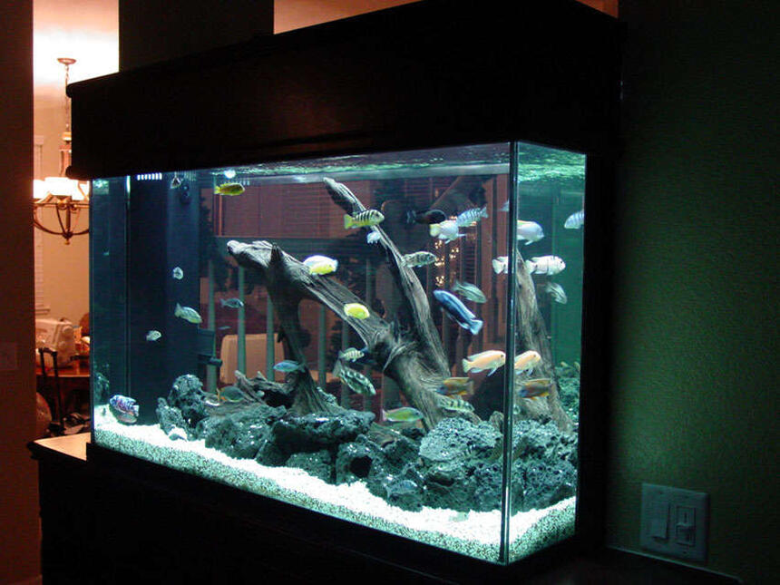 Rated #10: 155 Gallons Freshwater Fish Tank - Here Rated #10: 155 Gallons Freshwater Fish Tank - Here's another view of all my fish.