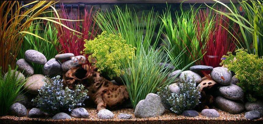 Rated #10: 100 Gallons Freshwater Fish Tank - 100 Gallon custom tank.All plastic plants. Rated #10: 100 Gallons Freshwater Fish Tank - 100 Gallon custom tank.All plastic plants.