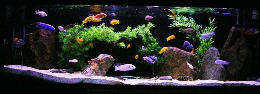 Rated #4: 135 Gallons Freshwater Fish Tank - 135g African - Mostly Mbuna Rated #4: 135 Gallons Freshwater Fish Tank - 135g African - Mostly Mbuna