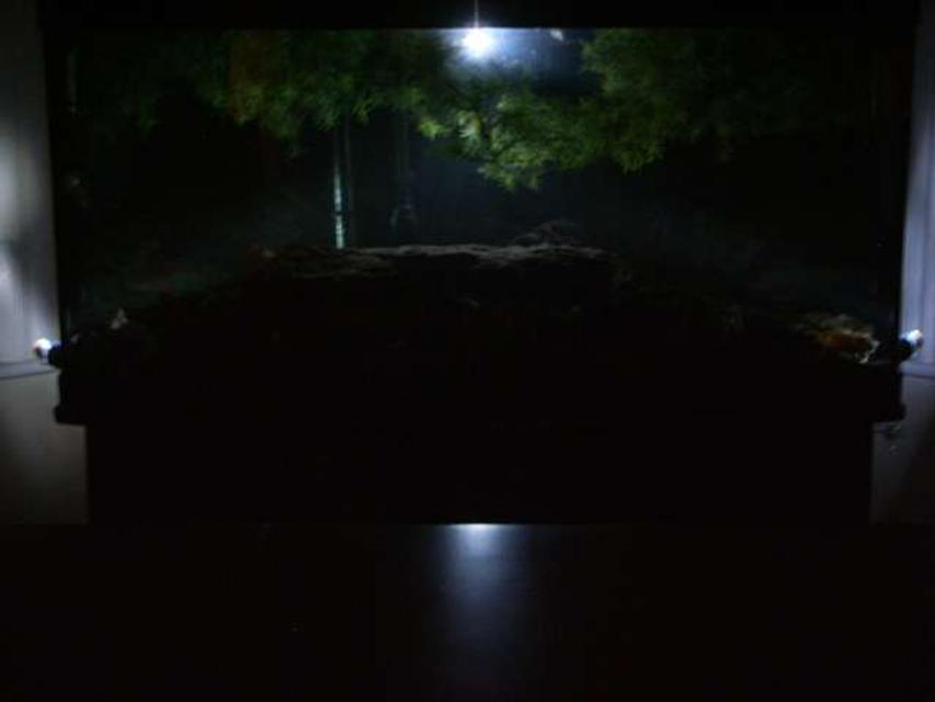 Rated #4242: 72 Gallons Freshwater Fish Tank - Moon light Rated #4242: 72 Gallons Freshwater Fish Tank - Moon light