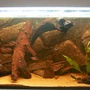65 gallons freshwater fish tank (mostly fish and non-living decorations) - My Amazon set-up... 65 gallons freshwater fish tank (mostly fish and non-living decorations) - My Amazon set-up...