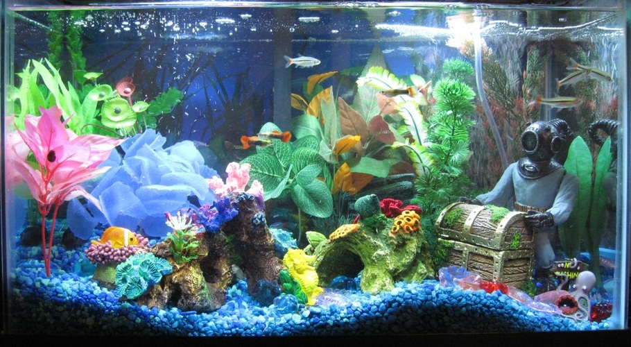 Happydad's Freshwater Tanks Photo (ID 21504) Full Version